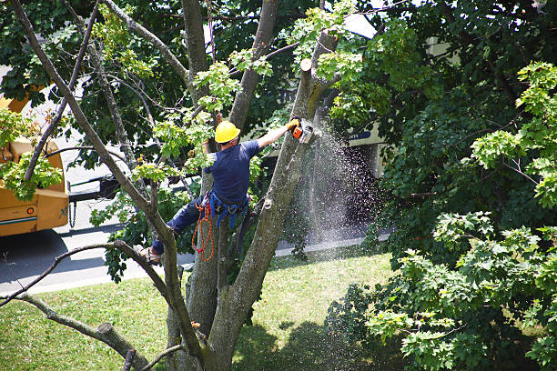 Best Lawn Irrigation Installation and Maintenance  in Hebron, KY